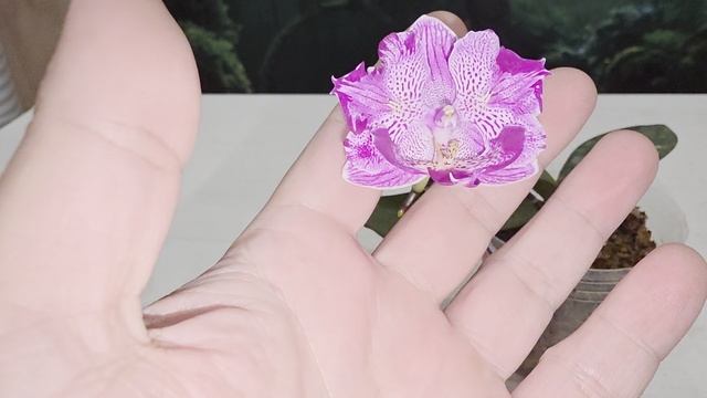 565 смотреть онлайн