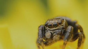 видео про паучков скакунов