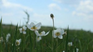 Луговые цветы. Ветреница лесная