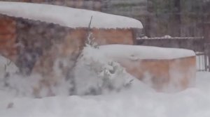 13ч50 не кормили сидит у входа в летнюю будку ждет а Стас прогуливается мимо Ивана лед под ногами