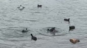 Лысухи на Верхнем пруду реки Славянки. Видео Л.П. Юрчишко