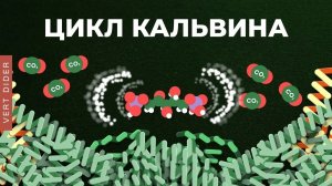 Биохимия фотосинтеза: #4. Цикл Кальвина [Clockwork]