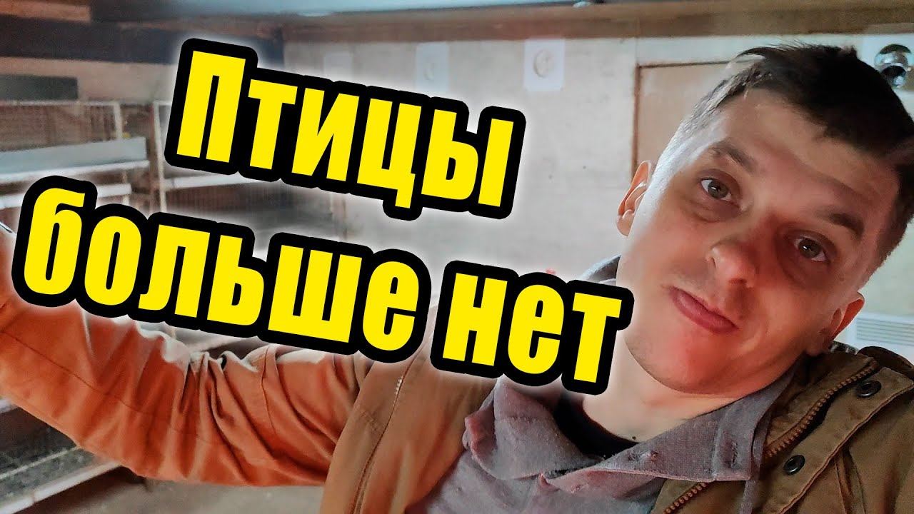 Птицы больше нет, но это временно! смотреть онлайн