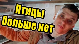 Птицы больше нет, но это временно!