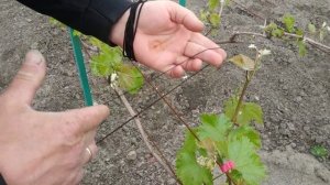 Виноград. Подвязка