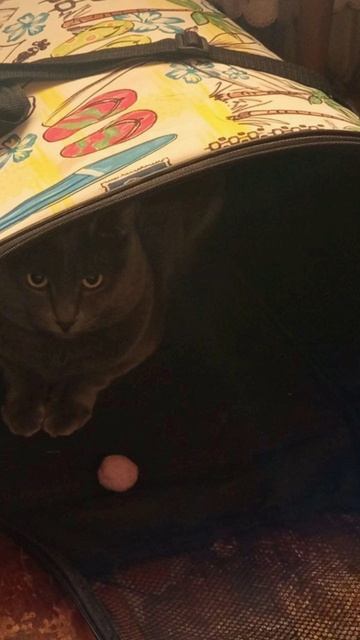 Кот Атос отдыхает в переноске! #shorts #котатос #животные #котвпереноске #атос смотреть онлайн