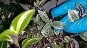 Традесканции и другие цветы домашние, что растёт быстрее