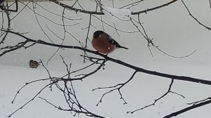 Птички и котики. Birds and cats