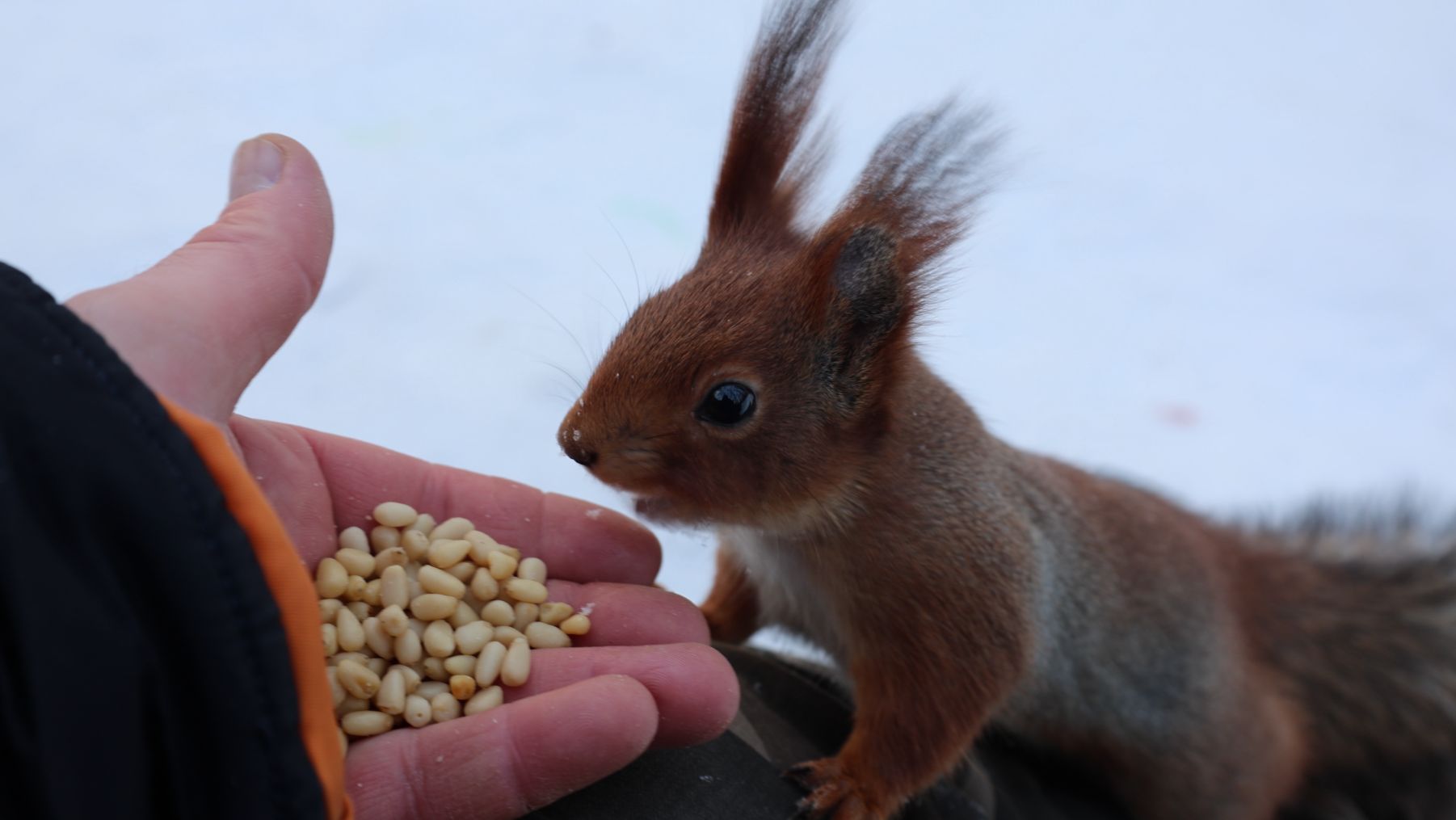 Сегодня много голодных белок смотреть онлайн