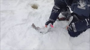 Поимки форели продолжаются. Клёвое место, Лосиный остров, спорт-зона.