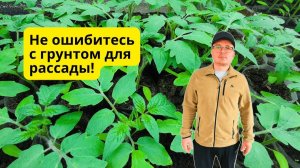 Грунт для рассады, в котором она вырастает красивой- что предпочесть?