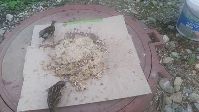 Подкормка птичек