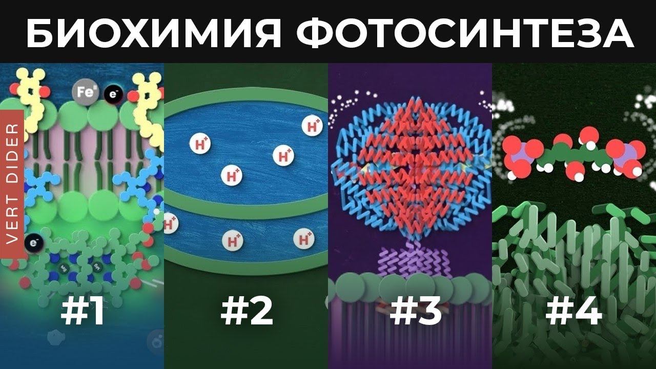 Биохимия фотосинтеза [Clockwork] смотреть онлайн