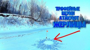 Трофейные щуки атаковали жерлицы Первый лёд на реке часть 1