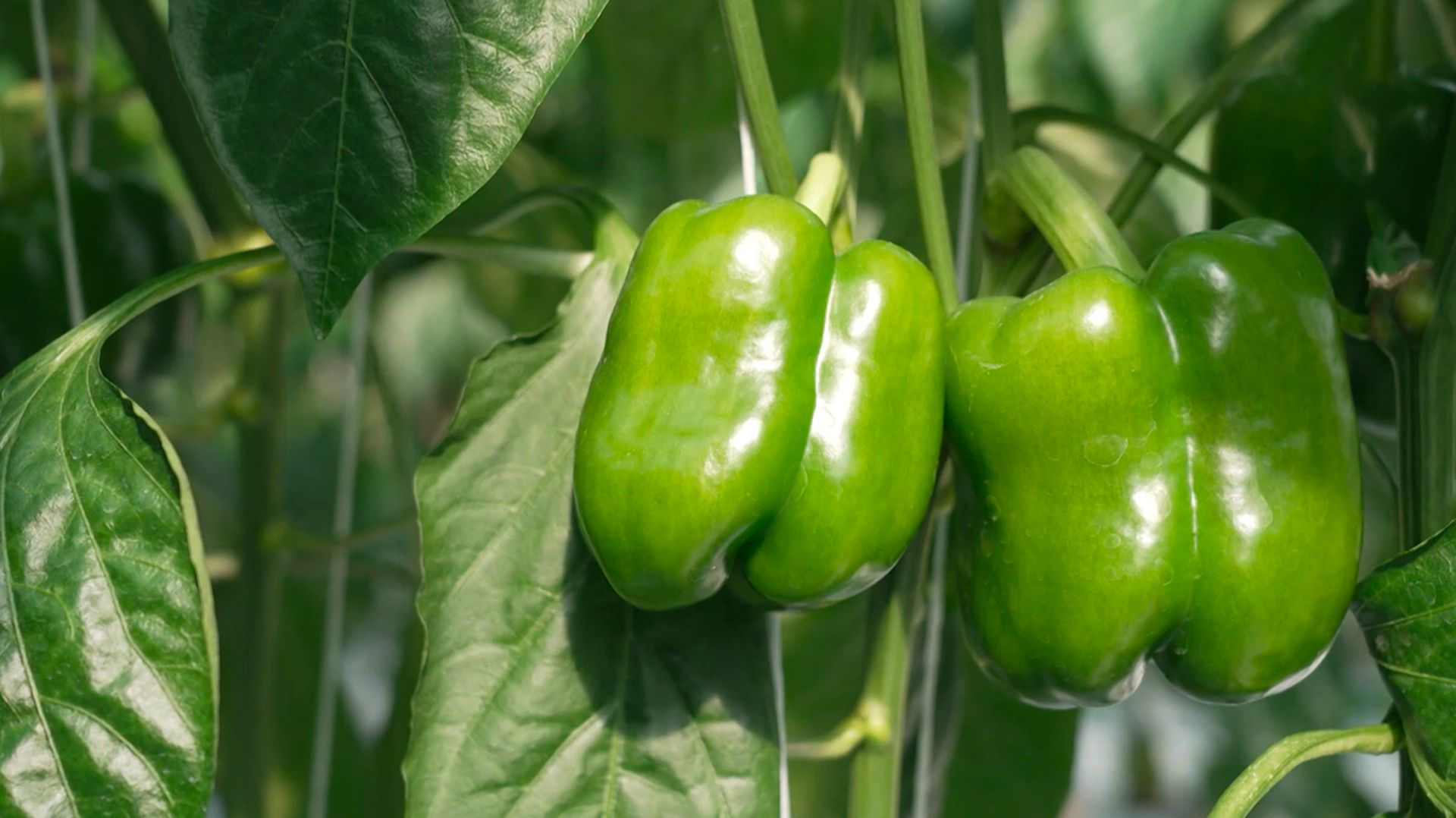 Интерес к тепличному хозяйству в Армении стремительно растет смотреть онлайн