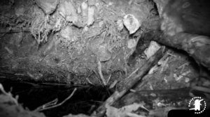 Долой фотоловушку! 4К