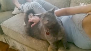 America′s Funniest Home Videos. Cats in a Furry Frenzy 🐱💥 Celebrate National Cat Day