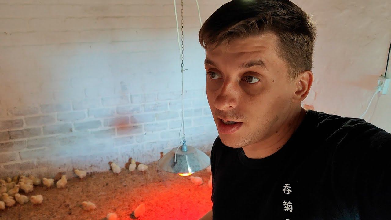 Новая партия бройлера. Ремонтирую пол в курятнике. Новый житель фермы смотреть онлайн