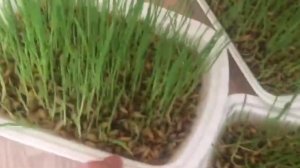 Как прорастить пшеницу самый быстрый способ