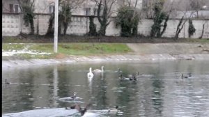 Бакланы на Даниловском пруду. Видео С. Т. Комарова