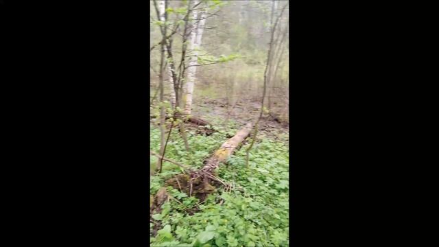 ✔Поход👣 в лес🌿 за ядовитыми грибами закончился в болоте🐍✔