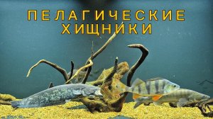 ХИЩНЫЕ РЫБЫ В ПЕЛАГИКЕ