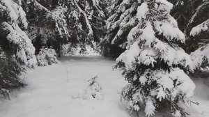 А снег идет, красивый зимний лес!