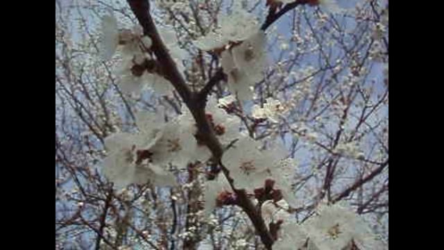 Утром в лесу