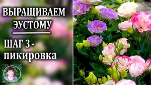 Как вырастить эустому. Шаг 3  Как пикировать эустому