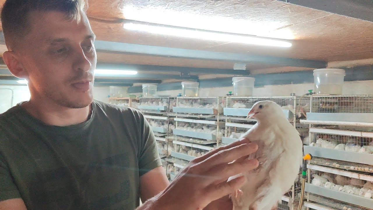 Час из жизни перепеловода, переселяем молодняк смотреть онлайн