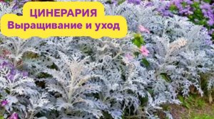 Цинерария