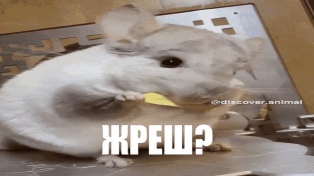 ШИНШИЛА КУШАЕТ #6 | KEK смотреть онлайн