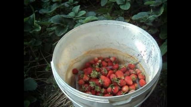 Утром на грядке - клубника