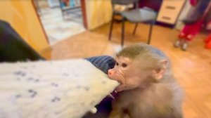 У Люси отвратительное настроение и она КУСАЕТ даже Влада!