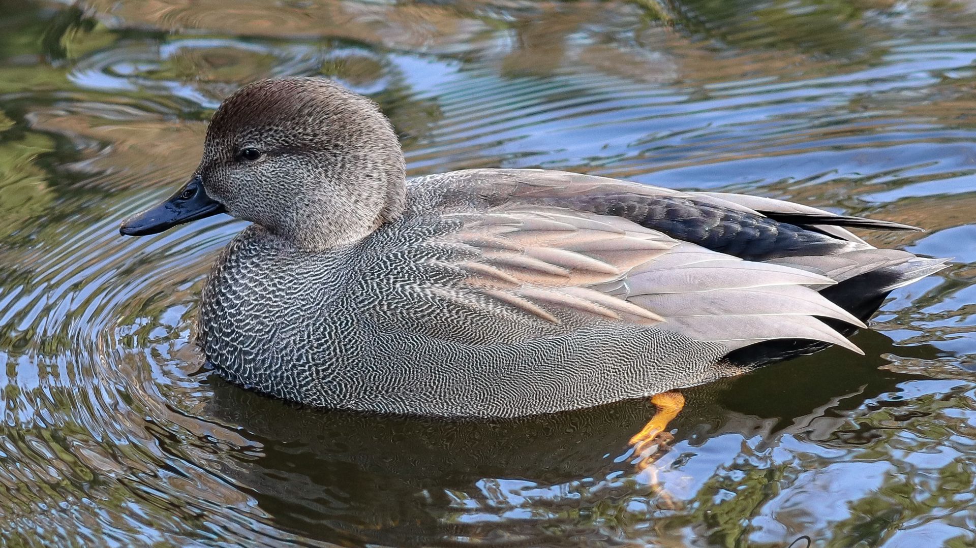 РЕДКАЯ Серая утка в Серебряном бору 🦆❗