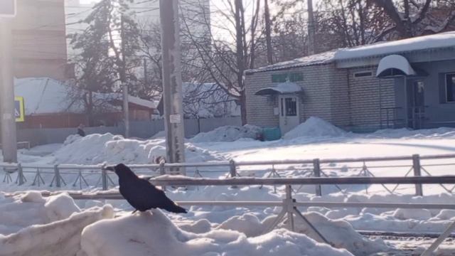 С юмором! Нюр, иди поклюй с нами! Я не такая, я жду трамвая! смотреть онлайн