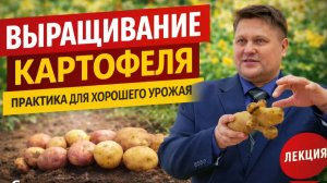 Картофель: что реально работает в поле и на огороде