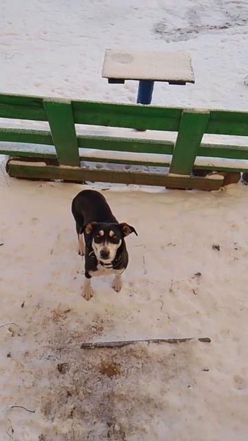 Жужка пришла в гости ко мне от заброшенной шахты