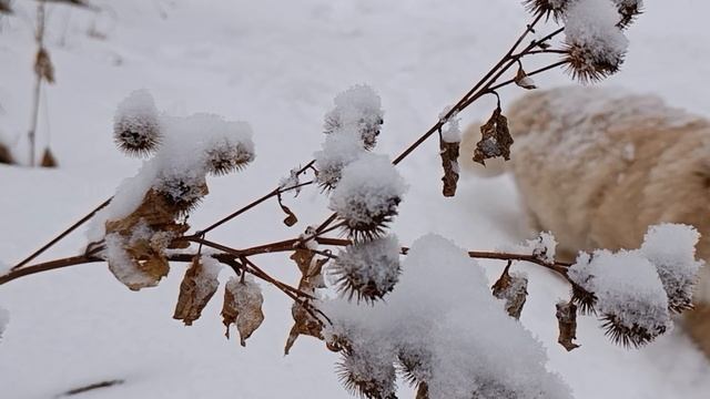 ЗИМУШКА -ЗИМА смотреть онлайн