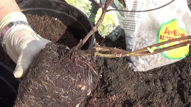 2172.  Гортензия Фантом, передержка.ВПЛ.