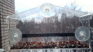 Птицы в окне