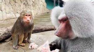 УЖАС, КАКИЕ КРИКУХИ! Таких звуков от Елисея мы НИКОГДА НЕ СЛЫШАЛИ! Лида не отдала мясо, сама в шоке)