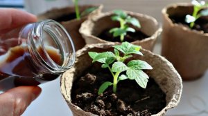 Секрет моей рассады: бесплатное удобрение, которое есть у всех