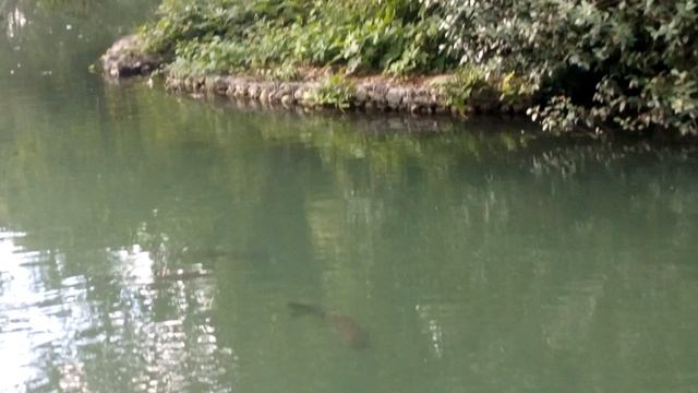 Парк Южные культуры в Сочи смотреть онлайн