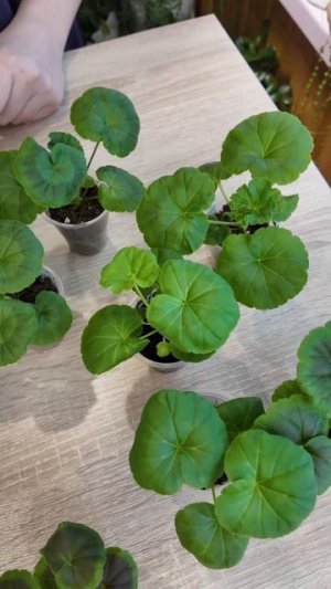 ПЕЛАРГОНИЯ ПОСЛЕ ВСХОДОВ, УХОД ЗА РАССАДОЙ