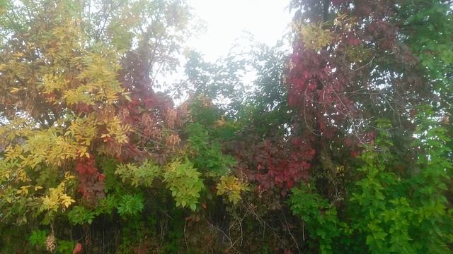 Утро в лесу . Разноцветная Осень