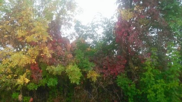 Утро в лесу . Разноцветная Осень