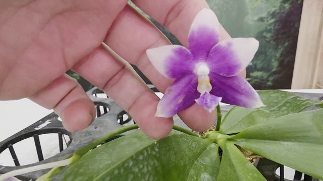 850 смотреть онлайн