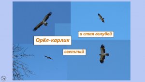 В небе - орёл-карлик и стая домашних голубей