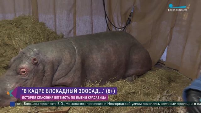 Выставка «Внимание! В кадре блокадный Зоосад»